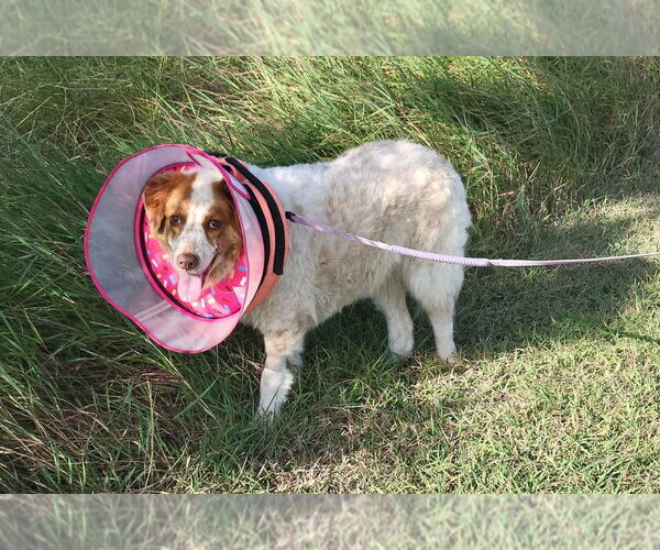 Medium Photo #1 Border Collie-Unknown Mix Puppy For Sale in Brewster, NY, USA