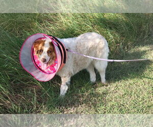 Border Collie-Unknown Mix Dogs for adoption in Brewster, NY, USA