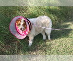 Small Border Collie Mix