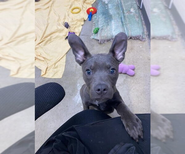 Medium Photo #1 Mutt Puppy For Sale in Fort Wayne, IN, USA
