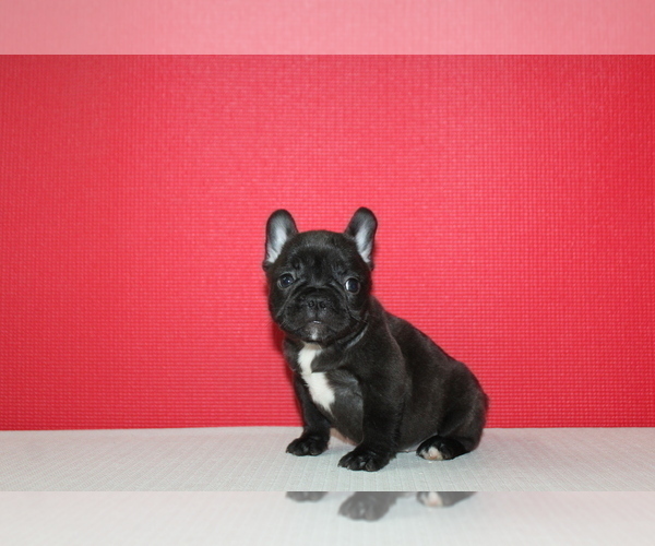 Medium Photo #4 French Bulldog Puppy For Sale in HIALEAH, FL, USA