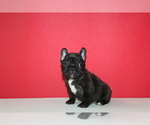 Small Photo #4 French Bulldog Puppy For Sale in HIALEAH, FL, USA