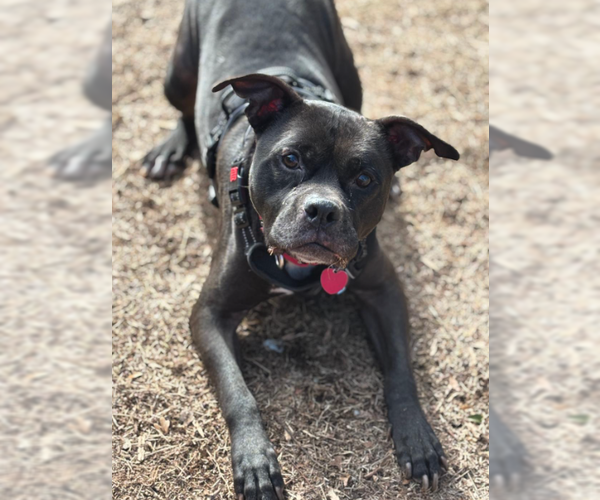 Medium Photo #13 Bull-Boxer Puppy For Sale in Decatur, GA, USA