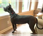 Small #3 Great Dane