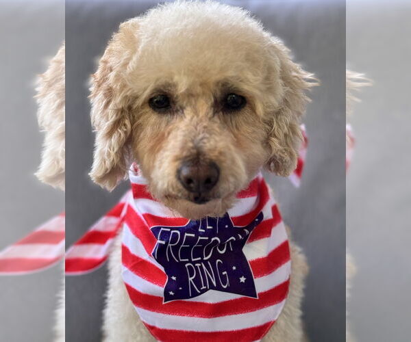 Medium Photo #5 Poodle (Miniature) Puppy For Sale in Mukwonago, WI, USA