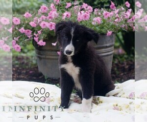 Border Collie Puppy for sale in GAP, PA, USA