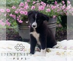 Image preview for Ad Listing. Nickname: Bubbles
