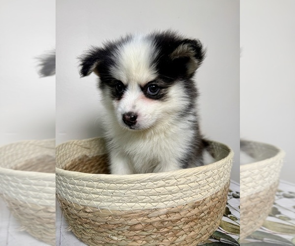 Medium Photo #7 Pomsky Puppy For Sale in NASHUA, NH, USA
