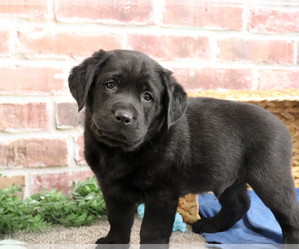 Medium Photo #1 Labrador Retriever Puppy For Sale in SYRACUSE, IN, USA