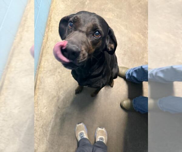 Medium Photo #4 Labrottie Puppy For Sale in Evansville, IN, USA