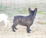 Small Photo #5 French Bulldog Puppy For Sale in CHRISTIANA, TN, USA