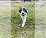 Small #6 Australian Shepherd Mix