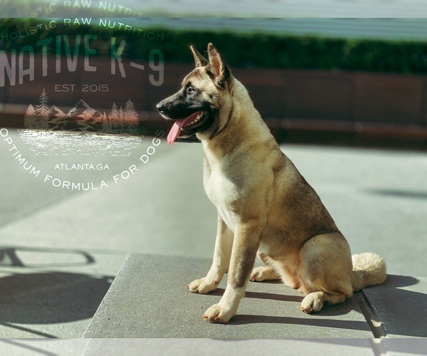Medium Photo #1 Akita Puppy For Sale in ATLANTA, GA, USA