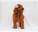 Small #3 Cavapoo-Poodle (Toy) Mix