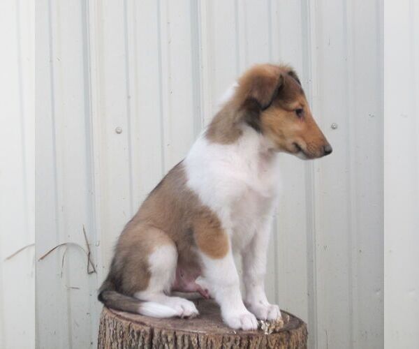 Medium Photo #5 Collie Puppy For Sale in FORT PLAIN, NY, USA
