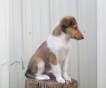 Small #4 Collie