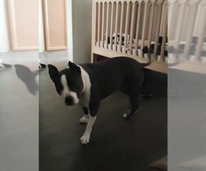 American Staffordshire Terrier Dogs for adoption in San Antonio, TX, USA