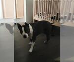 Small American Staffordshire Terrier