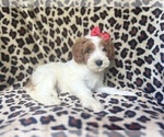 Small #3 Cavapoo