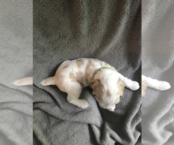 Medium Photo #4 Cocker Spaniel Puppy For Sale in BEAVER, PA, USA