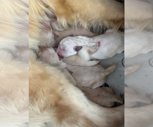 Medium Photo #1 Golden Retriever Puppy For Sale in NEOLA, WV, USA