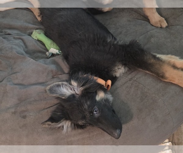 Medium Photo #1 German Shepherd Dog Puppy For Sale in MECHANICSVILLE, VA, USA