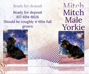 Yorkshire Terrier Puppy for sale in AZLE, TX, USA