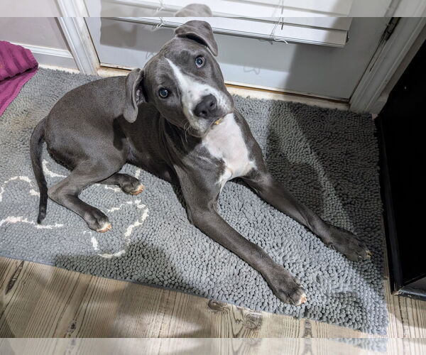 Medium Photo #9 Mutt Puppy For Sale in Greenville, SC, USA