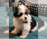 Small #3 Yorkshire Terrier