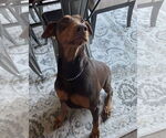 Small #2 Doberman Pinscher