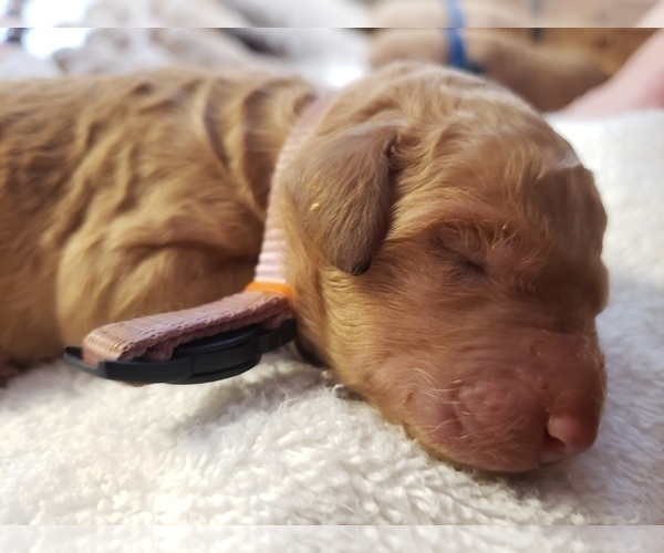 Medium Photo #2 Goldendoodle Puppy For Sale in GRANTSVILLE, UT, USA