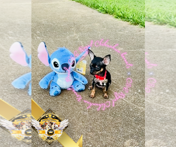 Medium Photo #8 Chihuahua Puppy For Sale in ATHENS, GA, USA