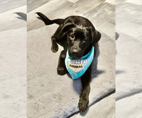 Medium Photo #4 Labrador Retriever-Unknown Mix Puppy For Sale in Hillsboro, MO, USA