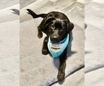 Small #3 Labrador Retriever Mix