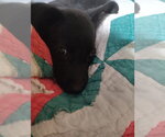 Small Photo #6 Labrador Retriever-Unknown Mix Puppy For Sale in Boston, MA, USA