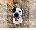 Small #3 Staffordshire Bull Terrier Mix