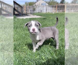 American Pit Bull Terrier-Unknown Mix Dogs for adoption in MIDWAY, UT, USA