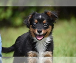 Small #4 Miniature American Shepherd