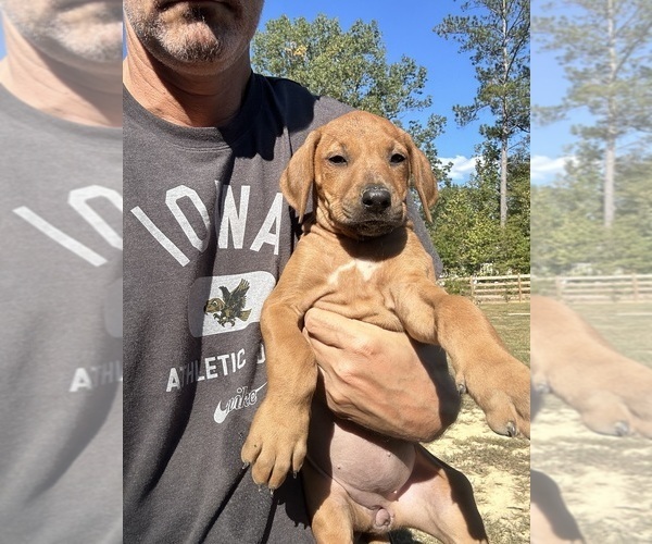 Medium Photo #2 Rhodesian Ridgeback Puppy For Sale in ROME, GA, USA