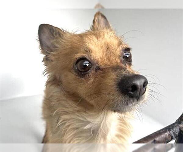 Medium Photo #1 Chihuahua Puppy For Sale in Houston, TX, USA