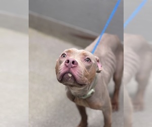 Mutt Dogs for adoption in Las Vegas, NV, USA