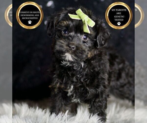 Medium Photo #62 Morkie Puppy For Sale in WARSAW, IN, USA