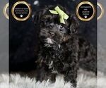 Small #1 Morkie