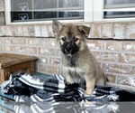 Small Photo #7 Pomsky Puppy For Sale in ADOLPHUS, KY, USA