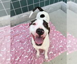 Small #1 American Pit Bull Terrier