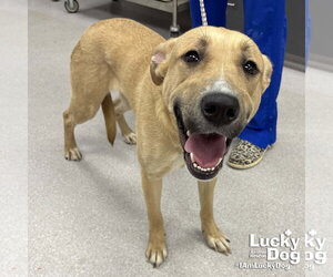 Mutt Dogs for adoption in Washington, DC, USA