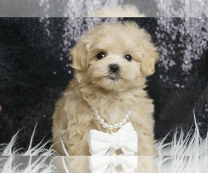 Maltipoo Puppy for sale in WARSAW, IN, USA