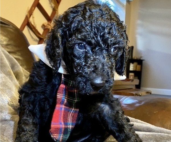 Medium Photo #5 Goldendoodle Puppy For Sale in HUNTINGTON, WV, USA