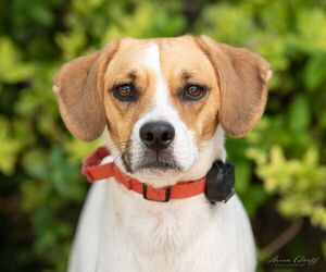 Beagle-Unknown Mix Dogs for adoption in Las Vegas, NV, USA