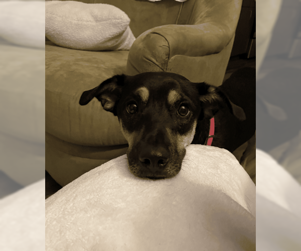 Medium Photo #3 Mutt Puppy For Sale in McKinney, TX, USA